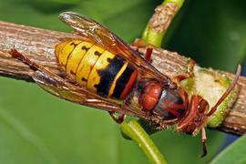   Vespa crabro ; photo by Jürgen Mangelsdorf, Flickr 
