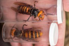   Vespa mandarinia  queens from the Washington nest; photo by Washington State Department of Agriculture 
