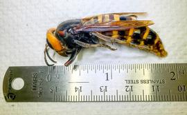   Vespa mandarinia  queen trapped near Birch Bay, Washington; photo by Washington State Department of Agriculture 
