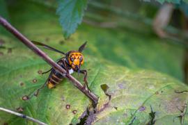   Vespa mandarinia , with radio tag attached; photo by Washington State Department of Agriculture 
