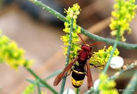   Vespa orientalis ; photo by Rachid H, Flickr 
