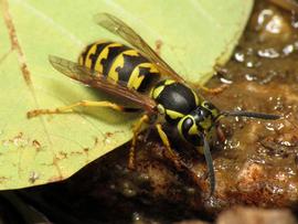   Vespula pensylvanica ; photo by Katja Schulz; Flickr 
