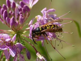   Vespula atropilosa ; photo by lostinfog; Flickr 
