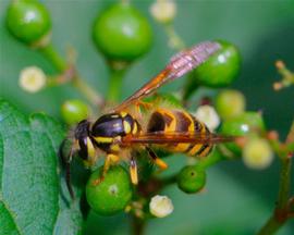   Vespula flavopilosa ; photo by Dan Mullen; Flickr 
