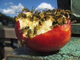   Vespula germanica ; photo by Andreas Rockstein; Flickr 
