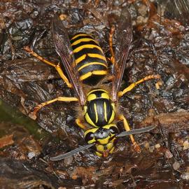   Vespula squamosa ; photo by Judy Gallagher; Flickr 
