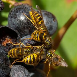   Vespula vulgaris ; photo by Ouwesok; Flickr 
