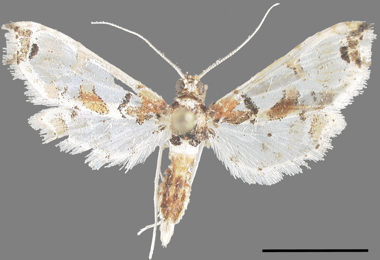 neoleucinodes-prophetica-microlepidoptera-on-solanaceae