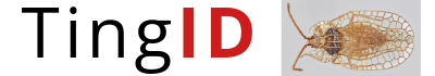 TingID Homepage