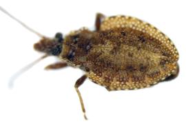   Eocader bouclei , dorsal view; photo courtesy of imageID 
