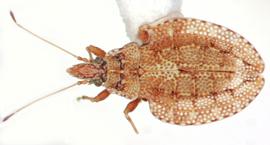   Eocader bouclei , dorsal view; photo: Sindhu Krishnankutty 
