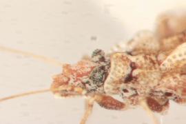   Eocader bouclei  head, lateral view; photo: Sindhu Krishnankutty 
