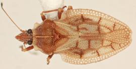   Eocader vergrandis , dorsal view; photo: Sindhu Krishnankutty 
