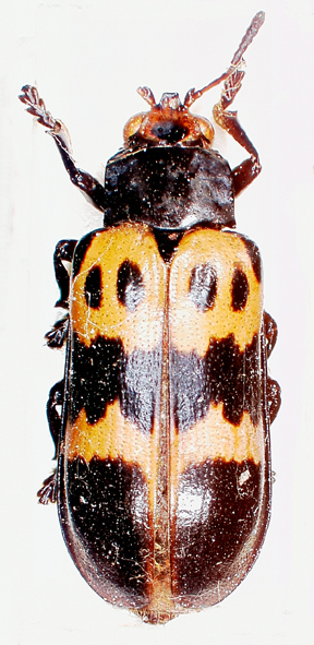 Aripticius Arescus Perty 1832: 100 | Hispines of the world