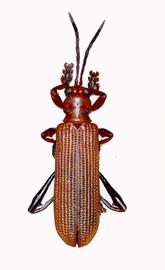   Promecotheca  habitus. 