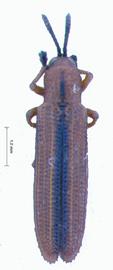   Sternostenoides habitus.  