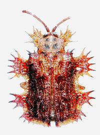   Platypria  ( Platypria ) habitus. 