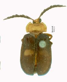   Octocladiscus  habitus. 