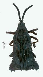   Euprionota  habitus. 