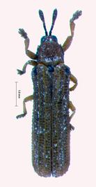   Sternocthispa habitus.  