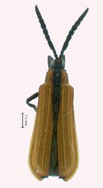   Platocthispa  habitus. 