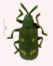   Heptatomispa  habitus. 