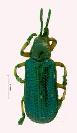   Decatelia  habitus. 