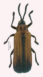   Temnochalepus  habitus. 