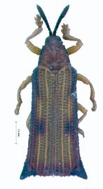   Sternoplispa  habitus. 