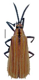   Oxychalepus  habitus. 