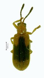   Pharangispa  habitus. 