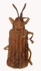   Sumitrosis  habitus. 