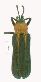   Charistena  habitus. 