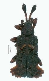   Physocoryna  habitus .  