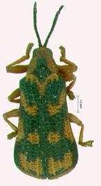   Metaxycera  habitus. 