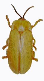   Oediopalpa  habitus. 
