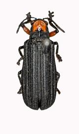   Coelaenomenodera  ( Coelaenomenodera ) habitus. 