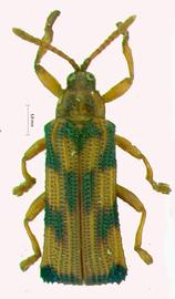   Octuroplata  habitus. 