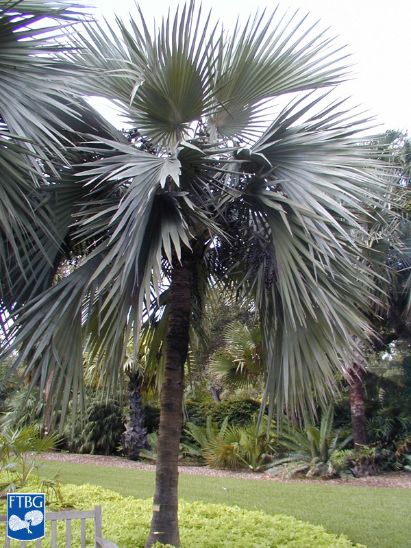   Latania loddigesii  habit. Photograph courtesy of Fairchild Tropical Botanical Garden, Guide to Palms  http://palmguide.org/index.php  