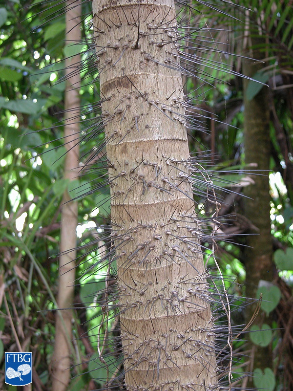   Aiphanes horrida  stem with spines and leaf scar rings. Photograph courtesy of Fairchild Tropical Botanical Garden, Guide to Palms  http://palmguide.org/index.php  