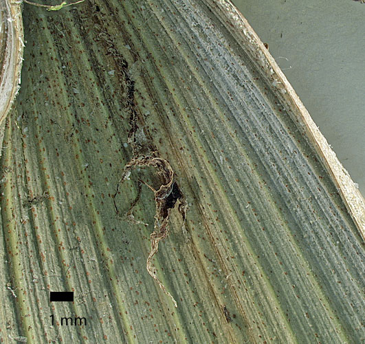   Archontophoenix cunninghamiana  leaflet undersurface with ramenta (dried specimen) 
