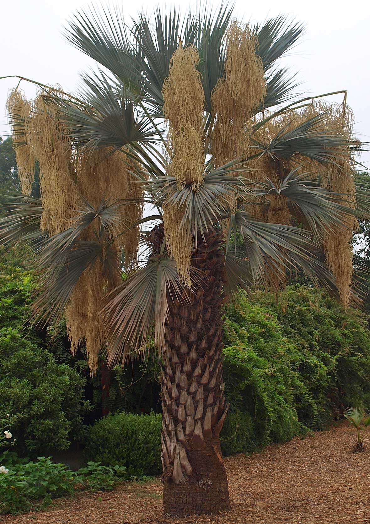   Brahea armata  mature palm in landscape (with multiple inflorescences) 