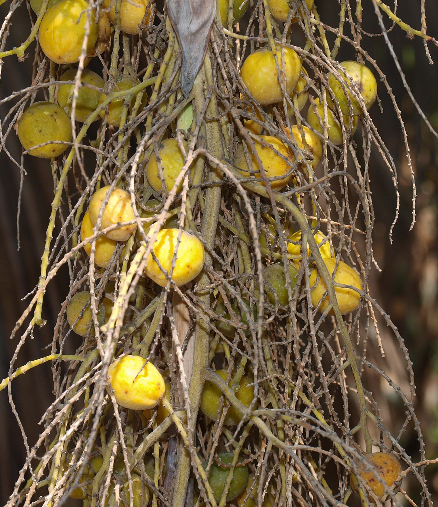   Brahea armata  immature yellow fruit 