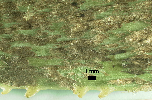   Brahea armata  wooly hairs and marginal teeth on petiole of young palm 