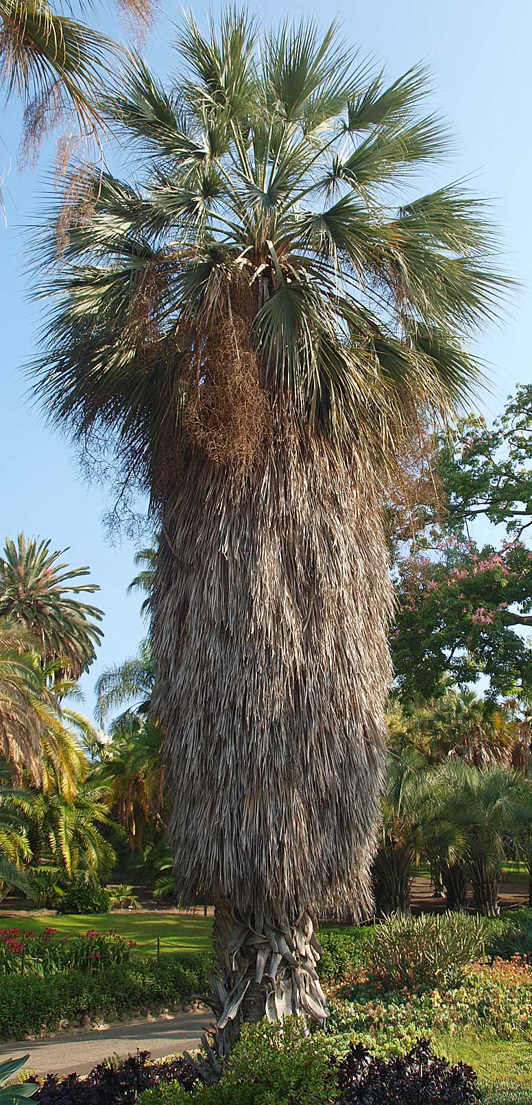   Brahea armata  mature palm in landscape with marcescent leaves 