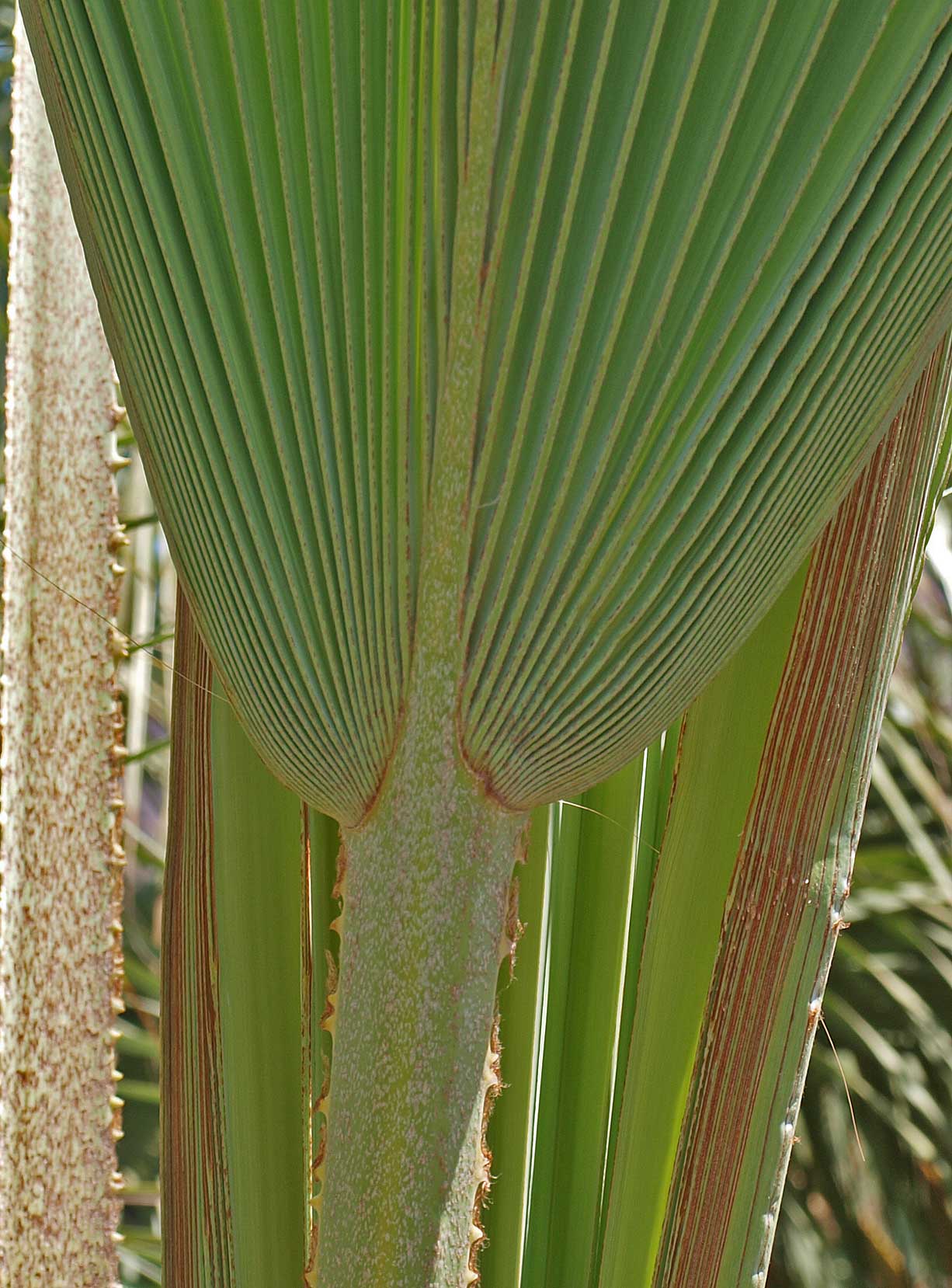   Brahea armata  abaxial leaf costa and marginal teeth on petiole 