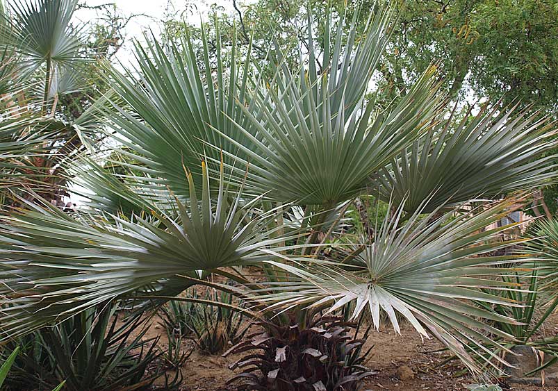   Brahea armata  young palm in landscape 