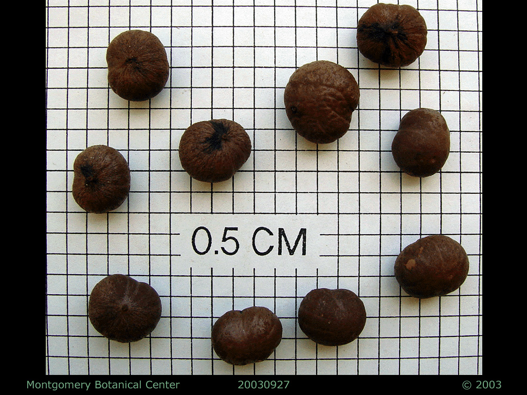   Caryota maxima  seeds (MBC photo: 030927-1). Photograph courtesy of Montgomery Botanical Center  http://www.montgomerybotanical.org/  