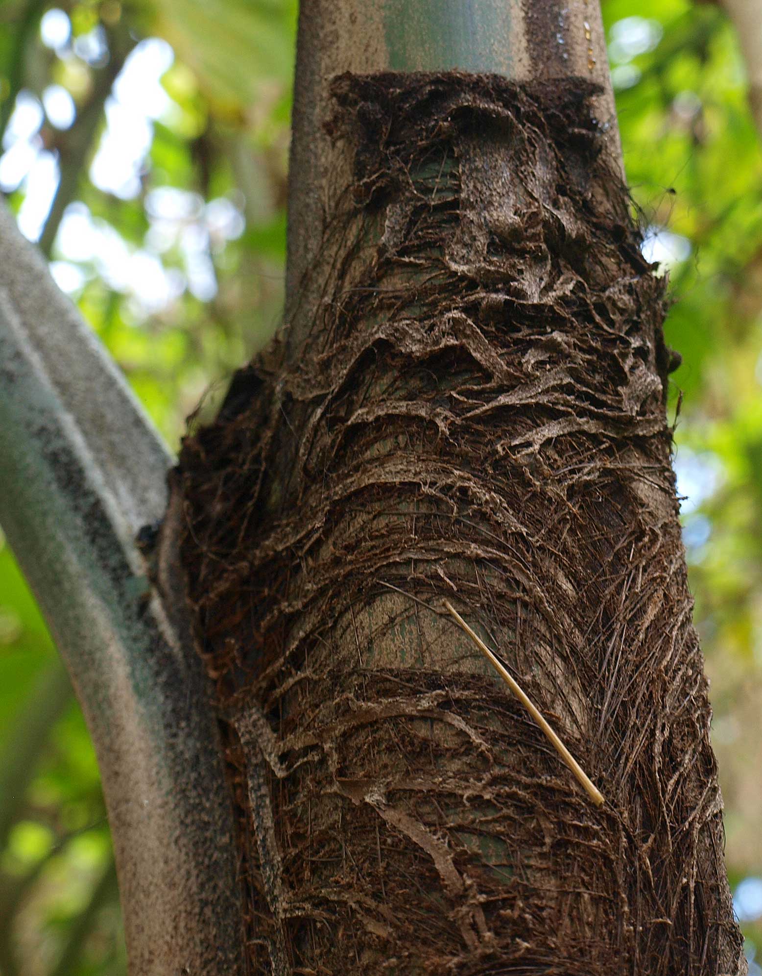   Caryota maxima  fibers and tomentum at base of leaf 