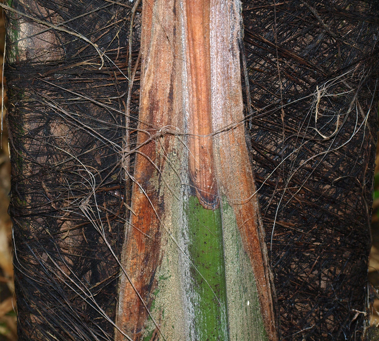   Caryota maxima  fibers at base of leaf 